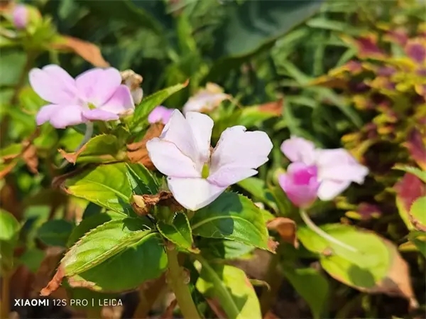 小米5手机评测：黑科技惊喜与失望
