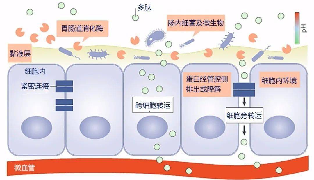 克罗恩病诊断//.l_克罗恩病诊断//.l_克罗恩病诊断//.l