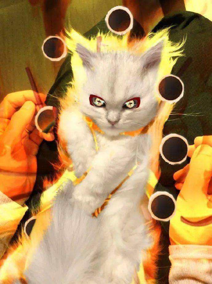 猫超级密码_超级猫_猫超级掉毛怎么处理