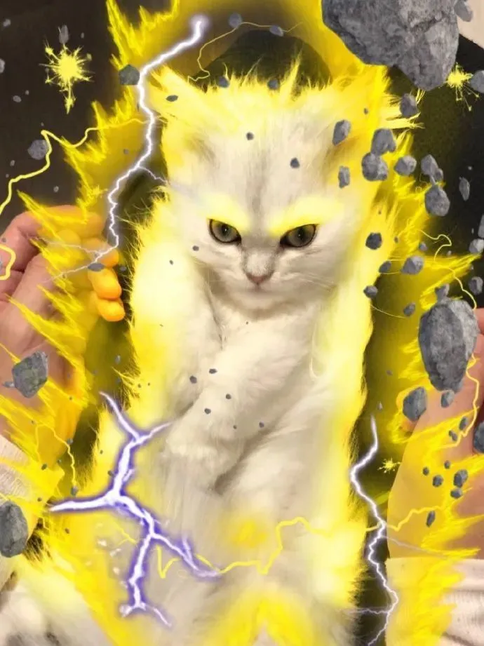 猫超级掉毛怎么处理_猫超级密码_超级猫