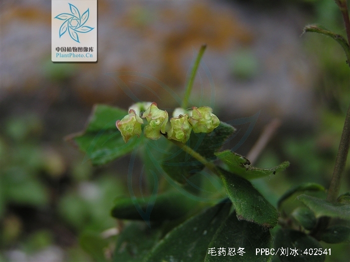 老种绿云特征视频_老种绿云什么样子_真正老种绿云