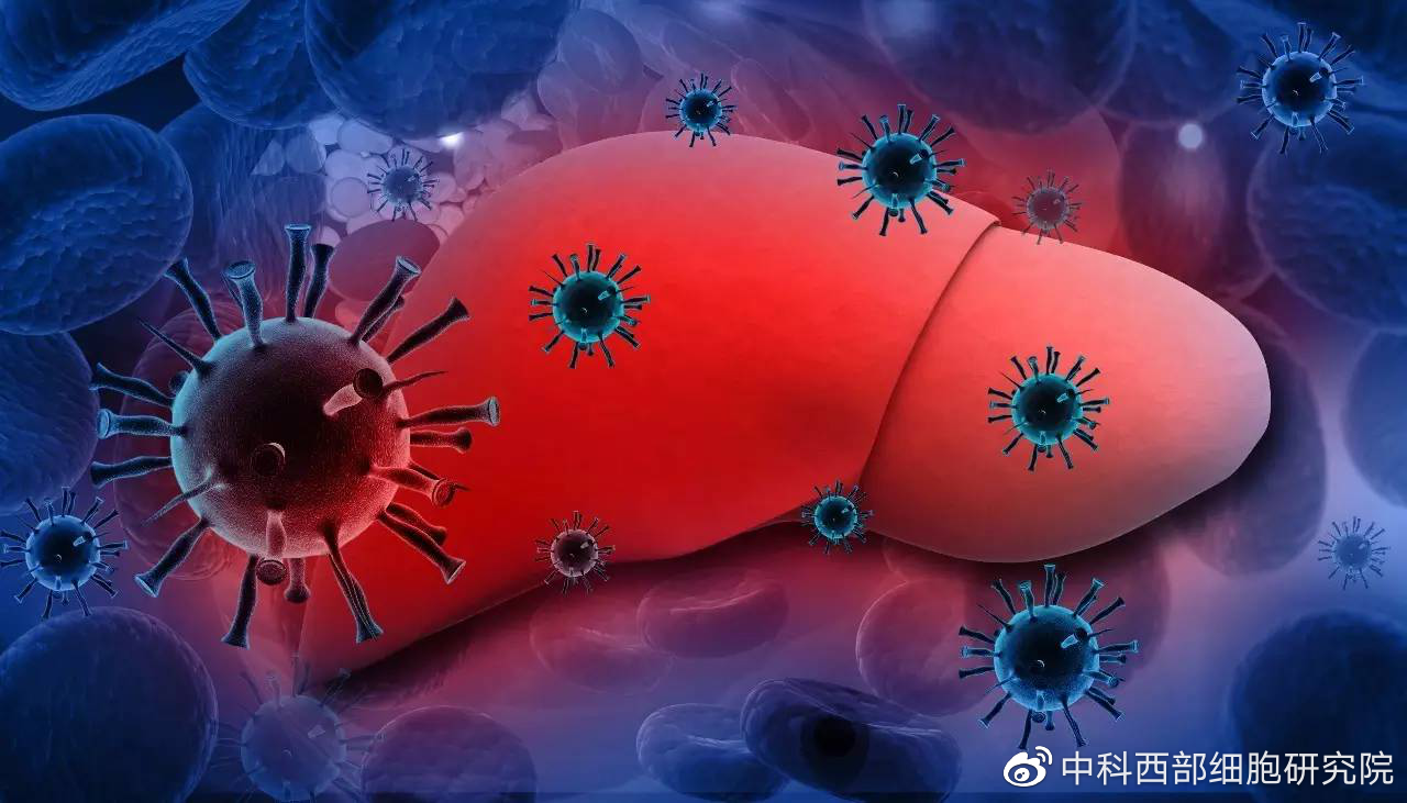 肝癌恒瑞pd1疗效_恒瑞抗肝癌药_恒瑞 pd 1 肝癌