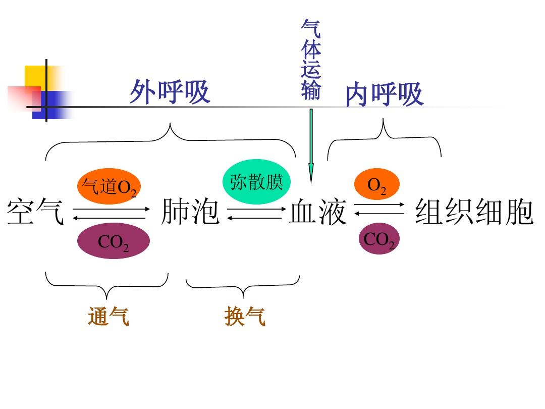 呼吸衰竭定义和分类_呼吸衰竭的定义及分型_呼吸衰竭分型百度百科