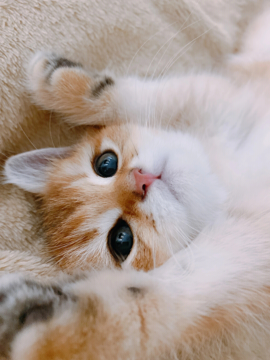 超级猫世界：兽医探秘，小猫们的健康生活
