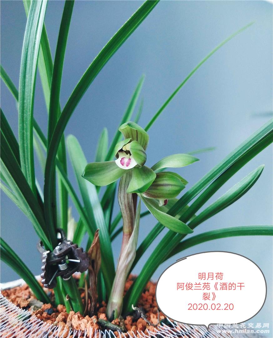 春兰绿云的优缺点_春兰绿云多少钱一苗_春兰绿云优缺点