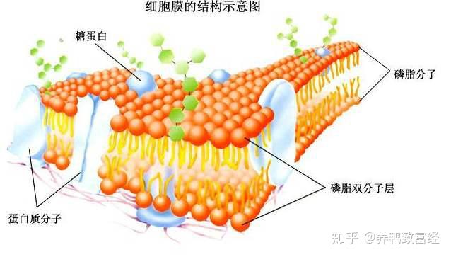 肺细胞角蛋白高虚惊一场_肺细胞角蛋白_肺细胞角蛋白高8点多危险吗