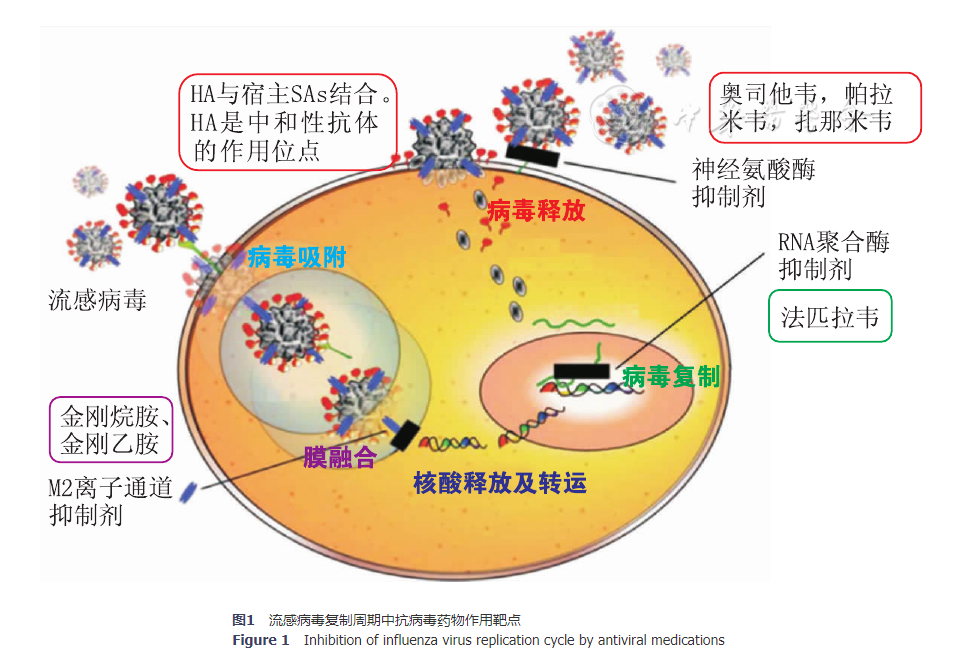 呼吸道合胞病毒药物治疗_呼吸道合胞病毒/药物作用_呼吸合胞病毒用什么药