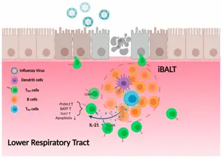 呼吸道合胞病毒rna_呼吸系统合胞病毒_呼吸道合胞病毒英文