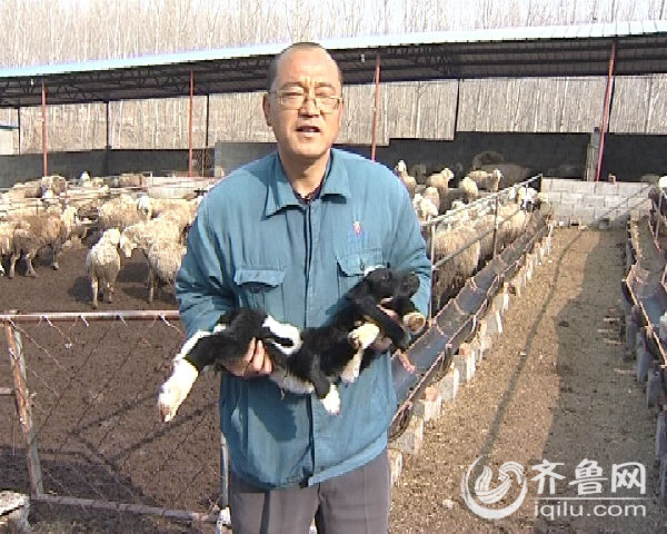基地养羊大中国人能养吗_中国养羊大王_中国最大的养羊基地