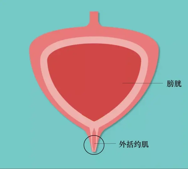松弛括约肌的药物_括约肌松弛_松弛括约肌是什么意思