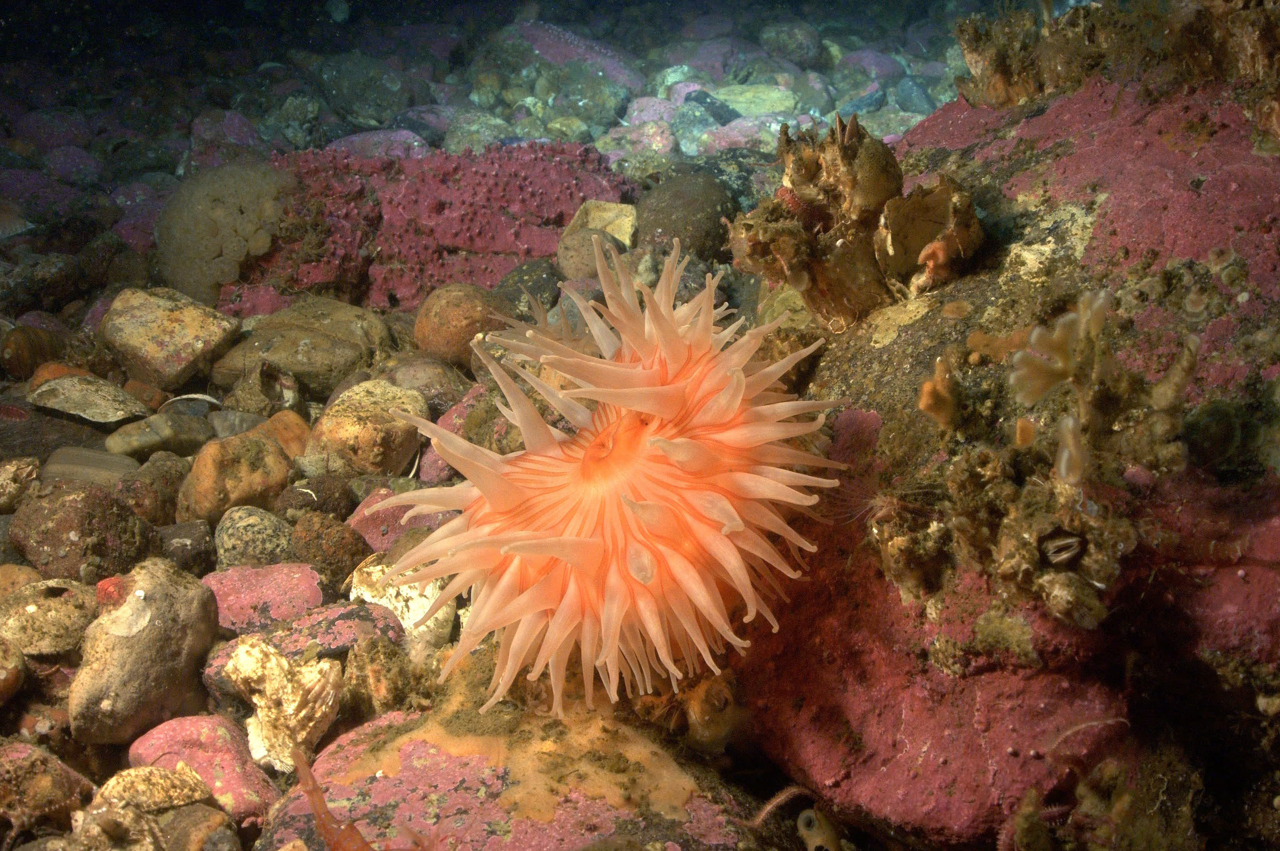 marine ecosystem_marine ecosystem_marine ecosystem