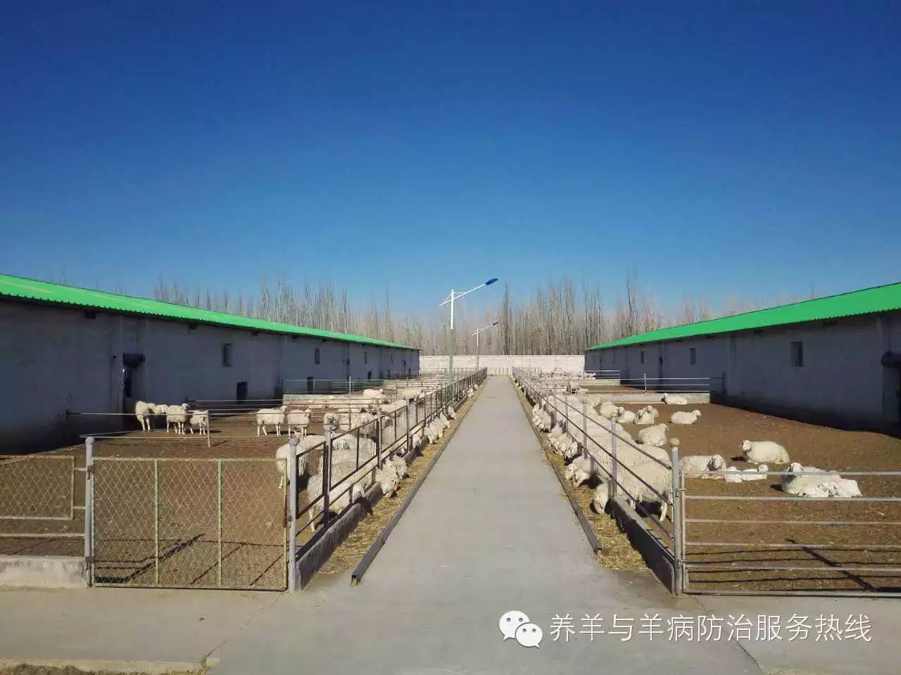 中国最大的养羊基地_大型养羊基地殖场图片_中国养羊大王