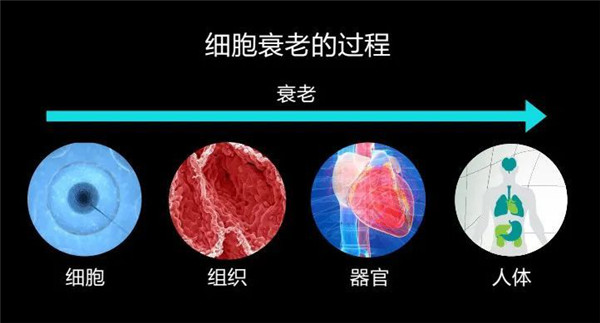 cellmaker下载_下载微信_下载快手