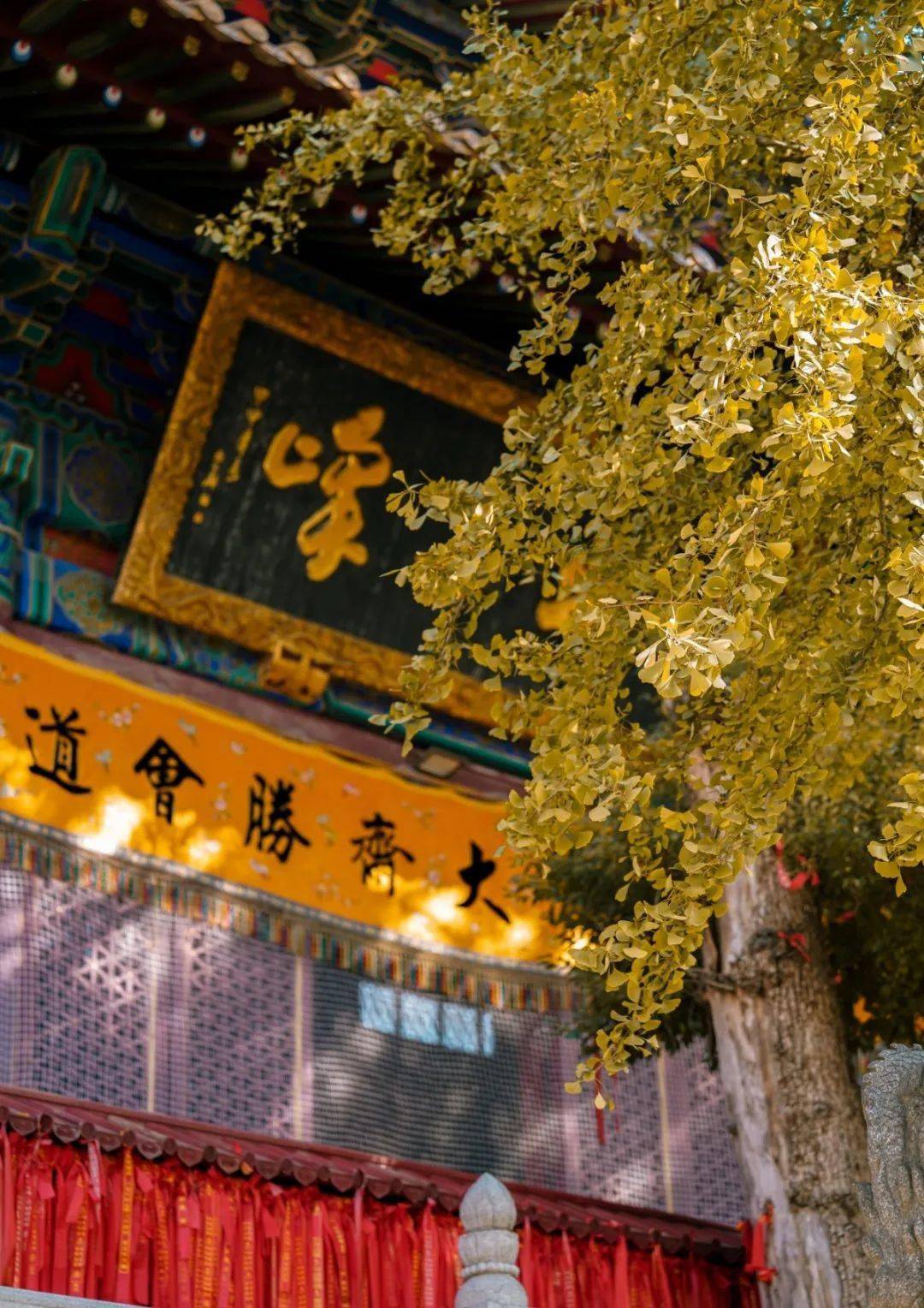 高碑店植物园多大_高碑店植物园_高碑店市植物园的样子是什么