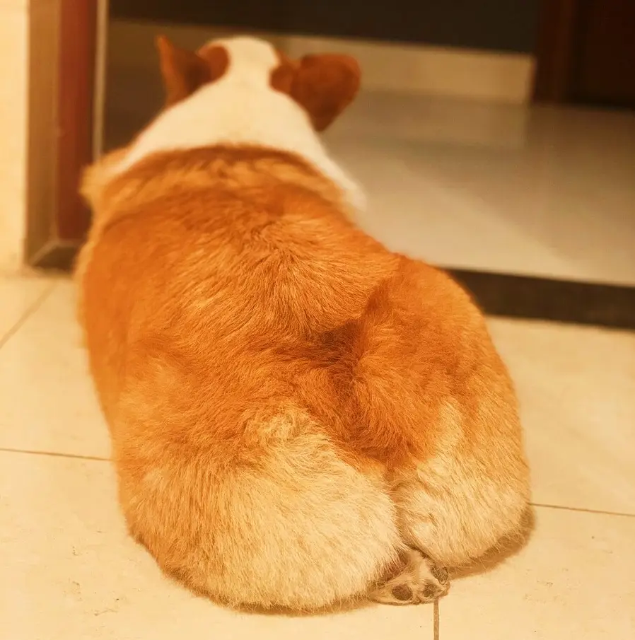 狗狗肛门失禁怎么治疗_狗狗肛门失禁怎么回事_狗狗肛门失禁