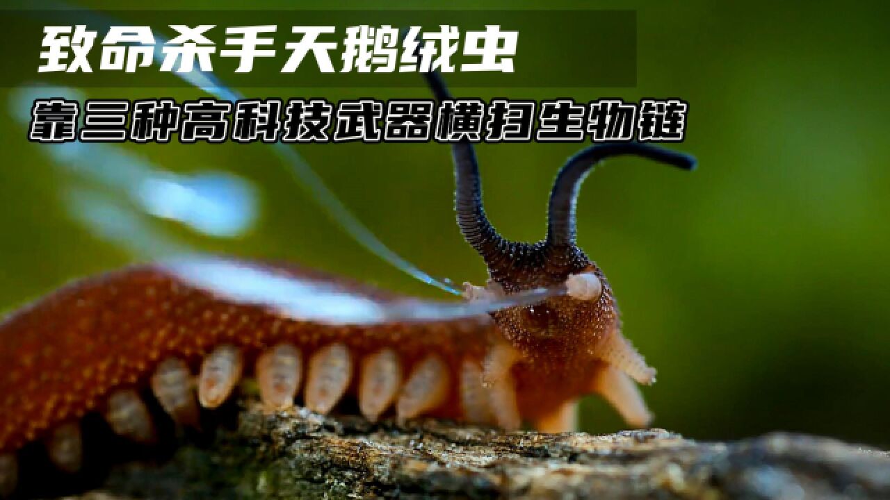 邮件爆炸攻击主要是_邮件攻击形式_邮件炸弹攻击主要是什么