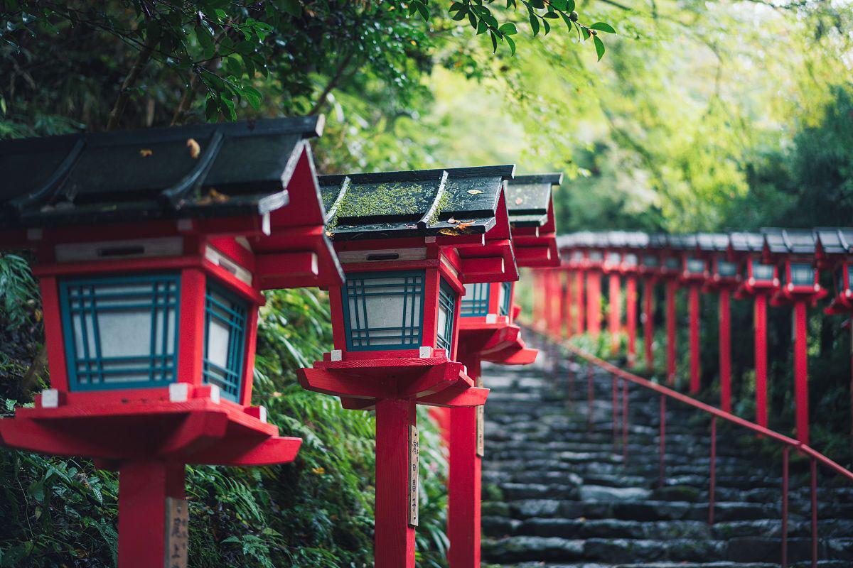 搜山虎草药图片欣赏_搜山虎草药图片_草药搜山虎