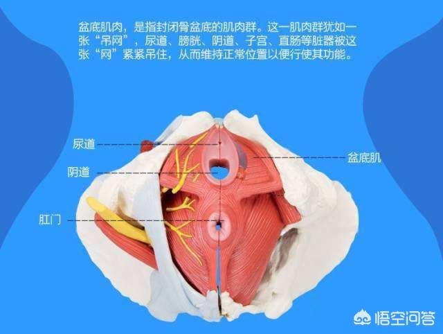 肛门症状失禁怎么治疗_肛门失禁症状_肛门症状失禁的原因