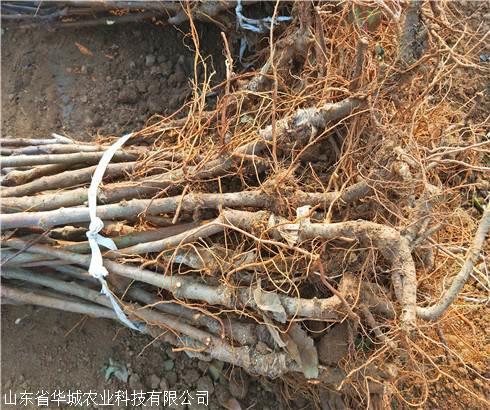 苹果镜像黑屏_dmg 镜像 黑苹果_原版镜像黑苹果