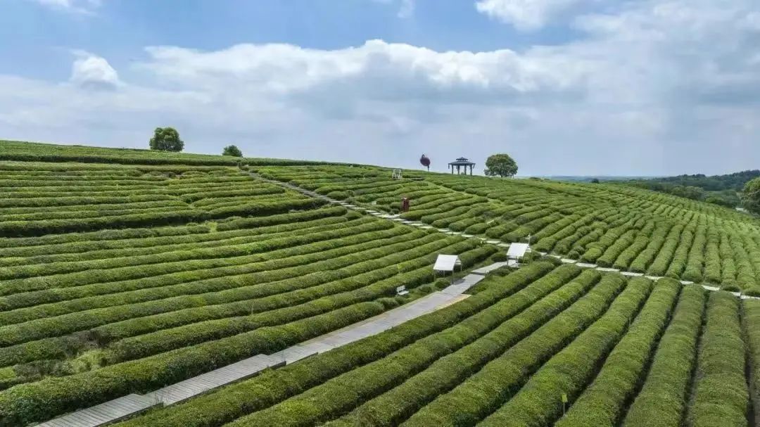 绿茶系统任务_绿茶系统 ghost 2024_绿茶系统怎么样