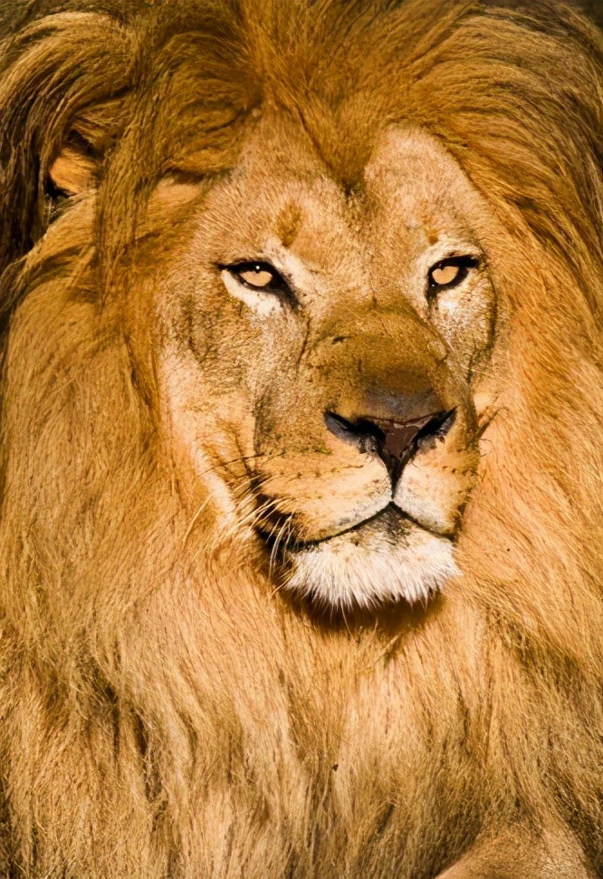 mac os x lion 壁纸_壁纸引擎_壁纸图片