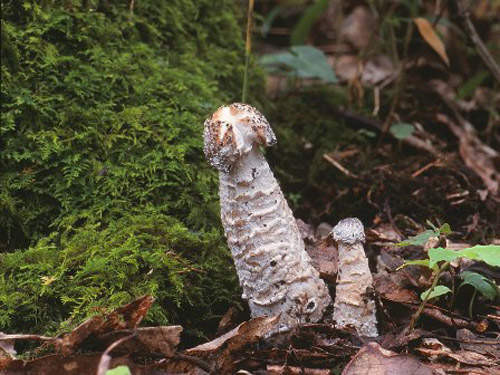 肛门失禁治疗方法_电击肛门阴茎失禁_肛门失禁的治疗
