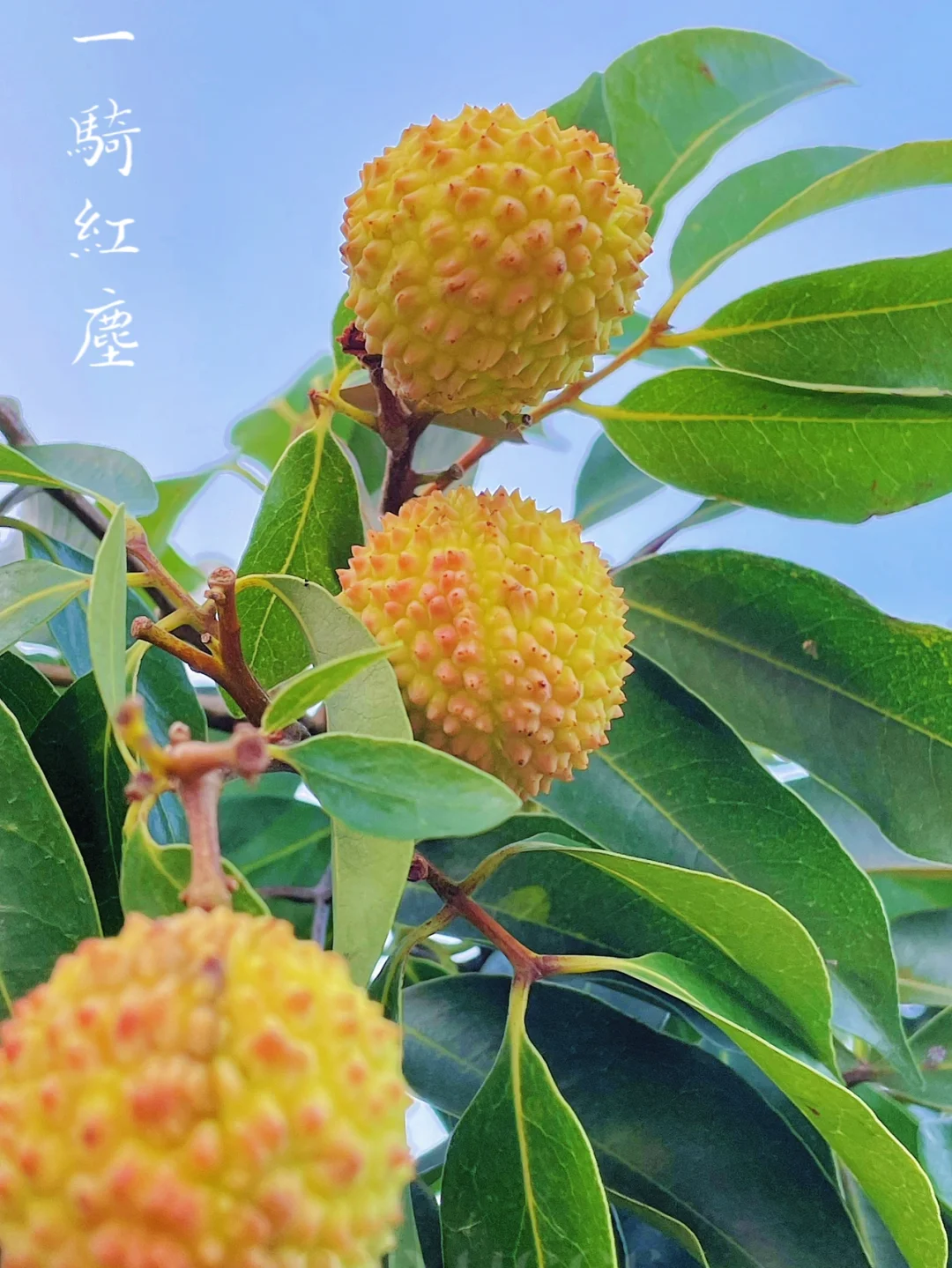 婴儿吃完奶老打嗝_婴儿吃完奶打嗝可以喝水吗_婴儿打嗝完又要吃奶