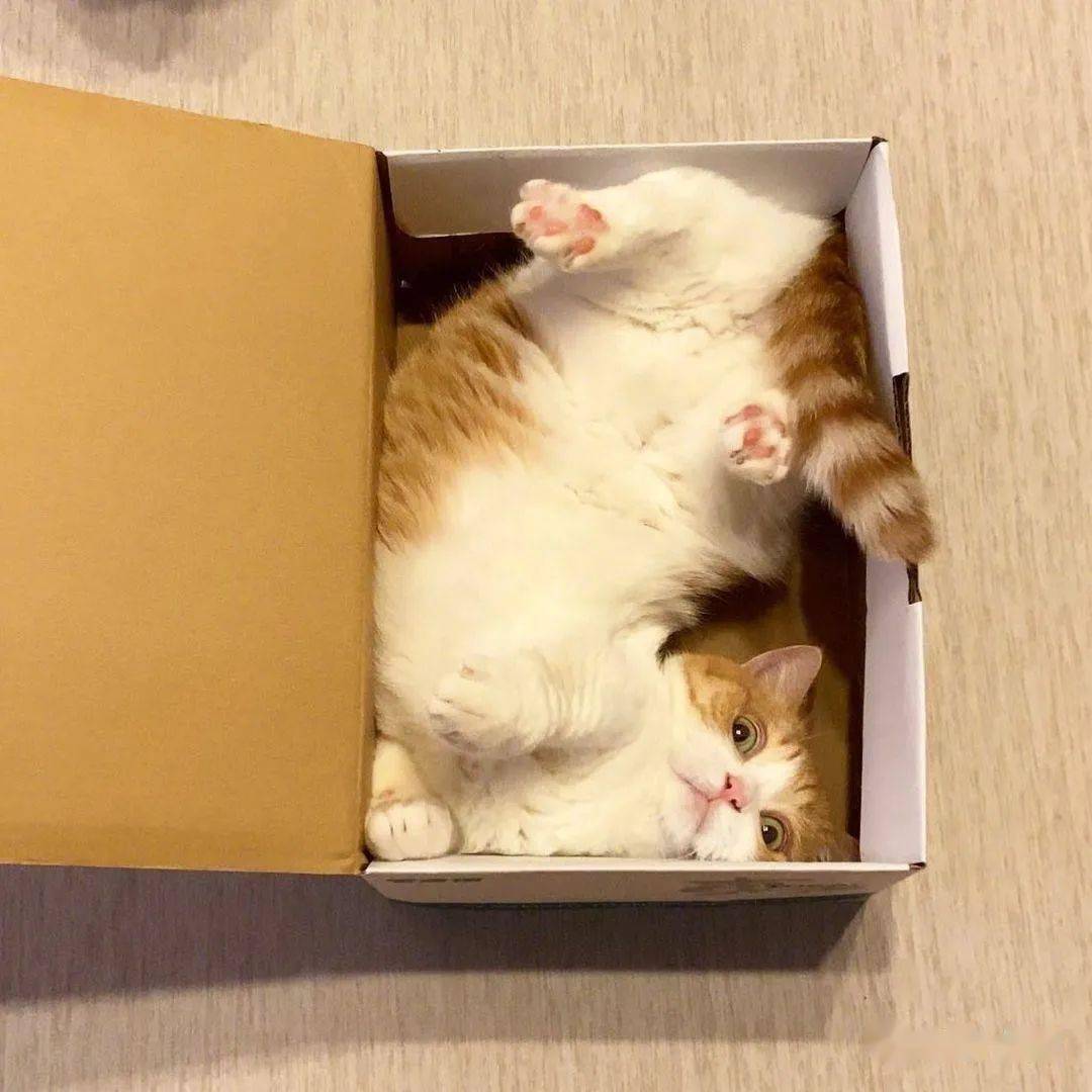 超级旬猫解说_超级猫世界_动物世界超级猫