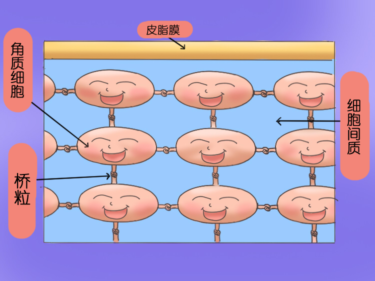 肺细胞角蛋白_体检肺细胞角蛋白偏高_肺细胞角蛋白高可能是什么病