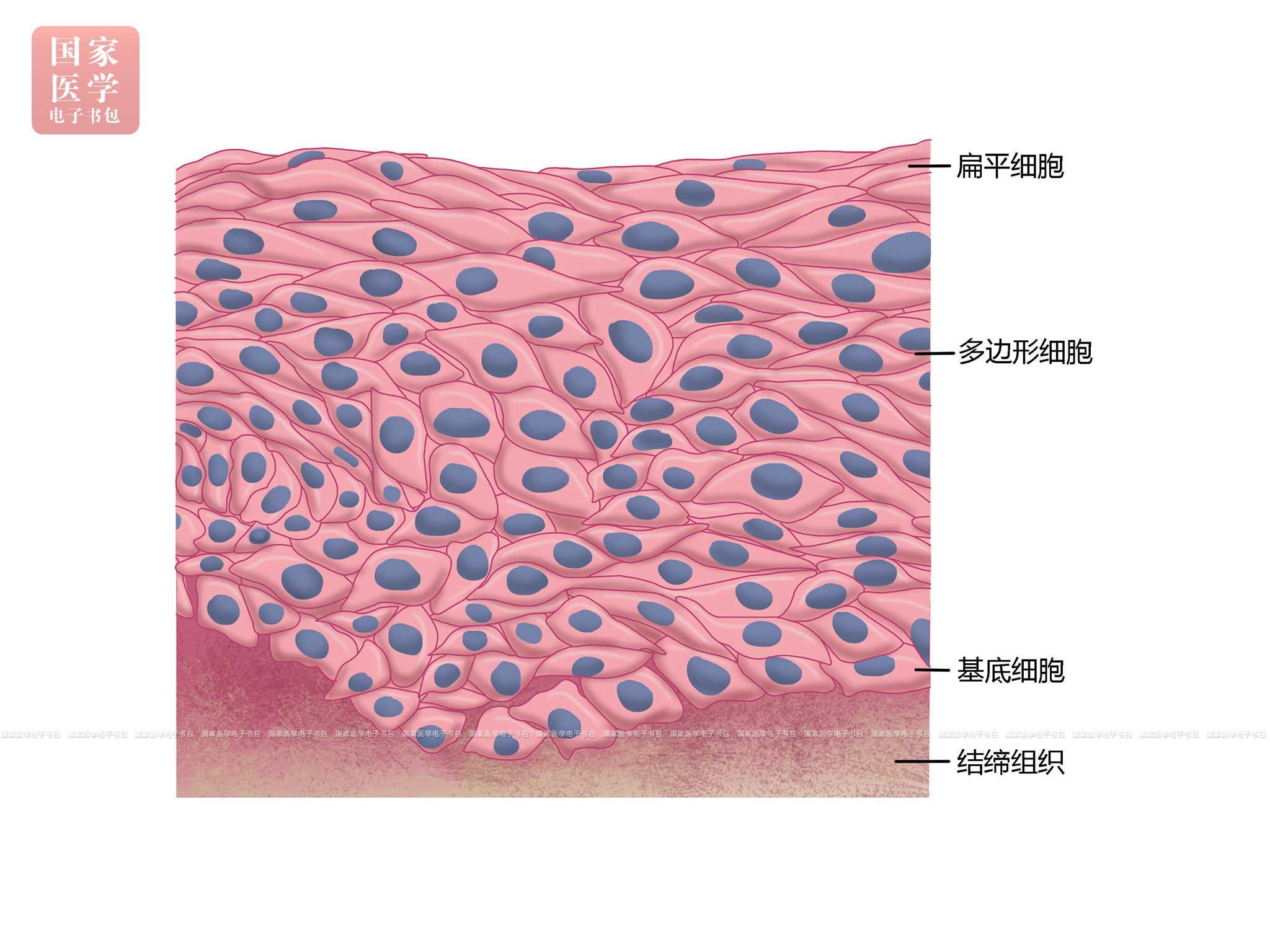 肺细胞角蛋白高可能是什么病_肺细胞角蛋白_体检肺细胞角蛋白偏高