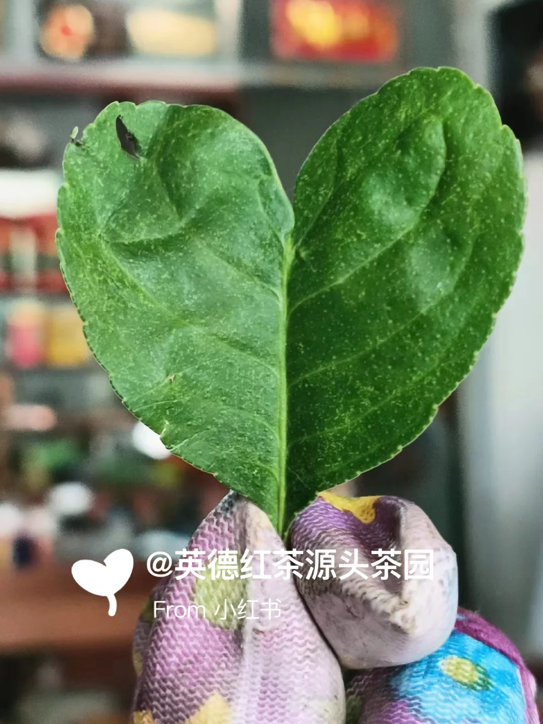 mapinfo安装后打不开_mapinfo安装后打不开_mapinfo软件安装