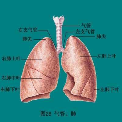 肺蛋白沉积症是癌症吗_肺蛋白沉积_肺蛋白沉积症影像表现