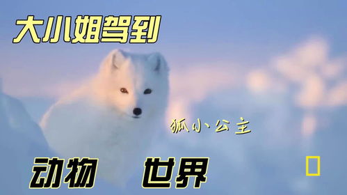 白狐 