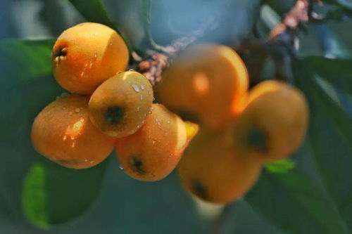 枇杷影视app无广告免费下载安装 